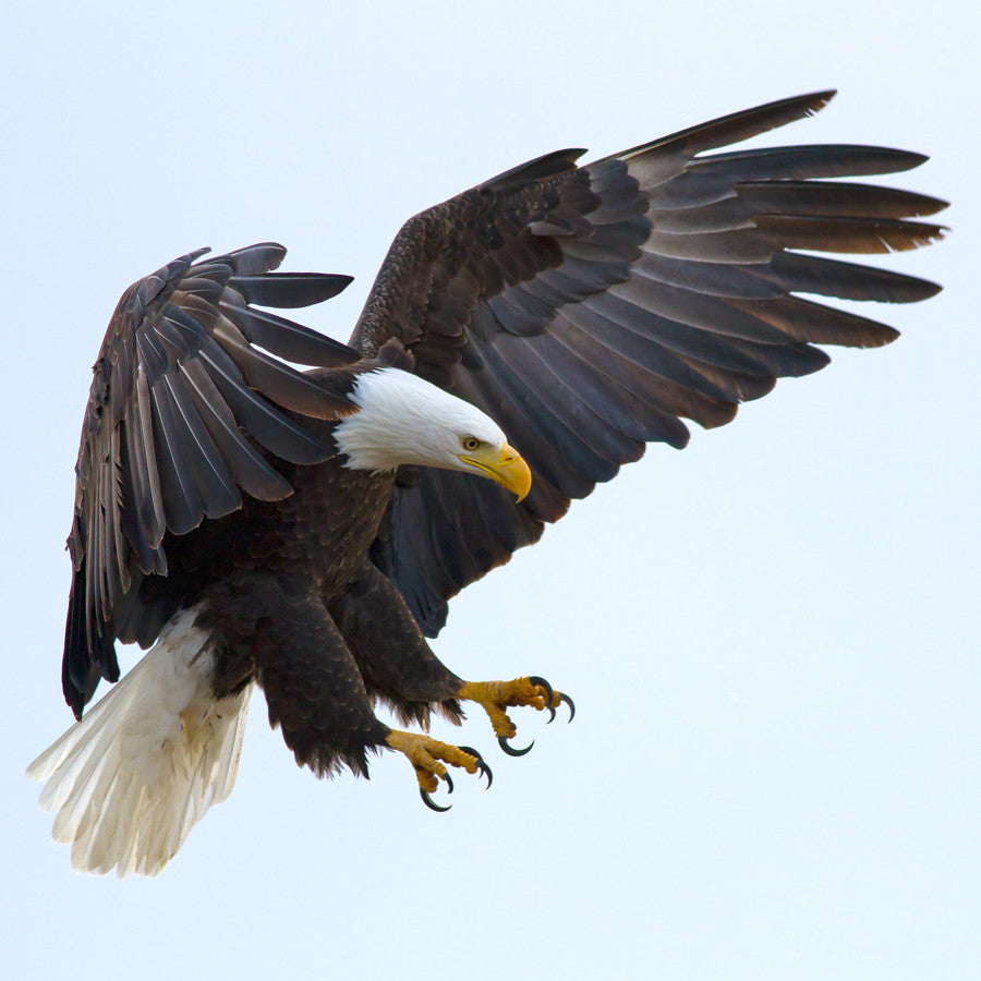 Flagsrus.org
