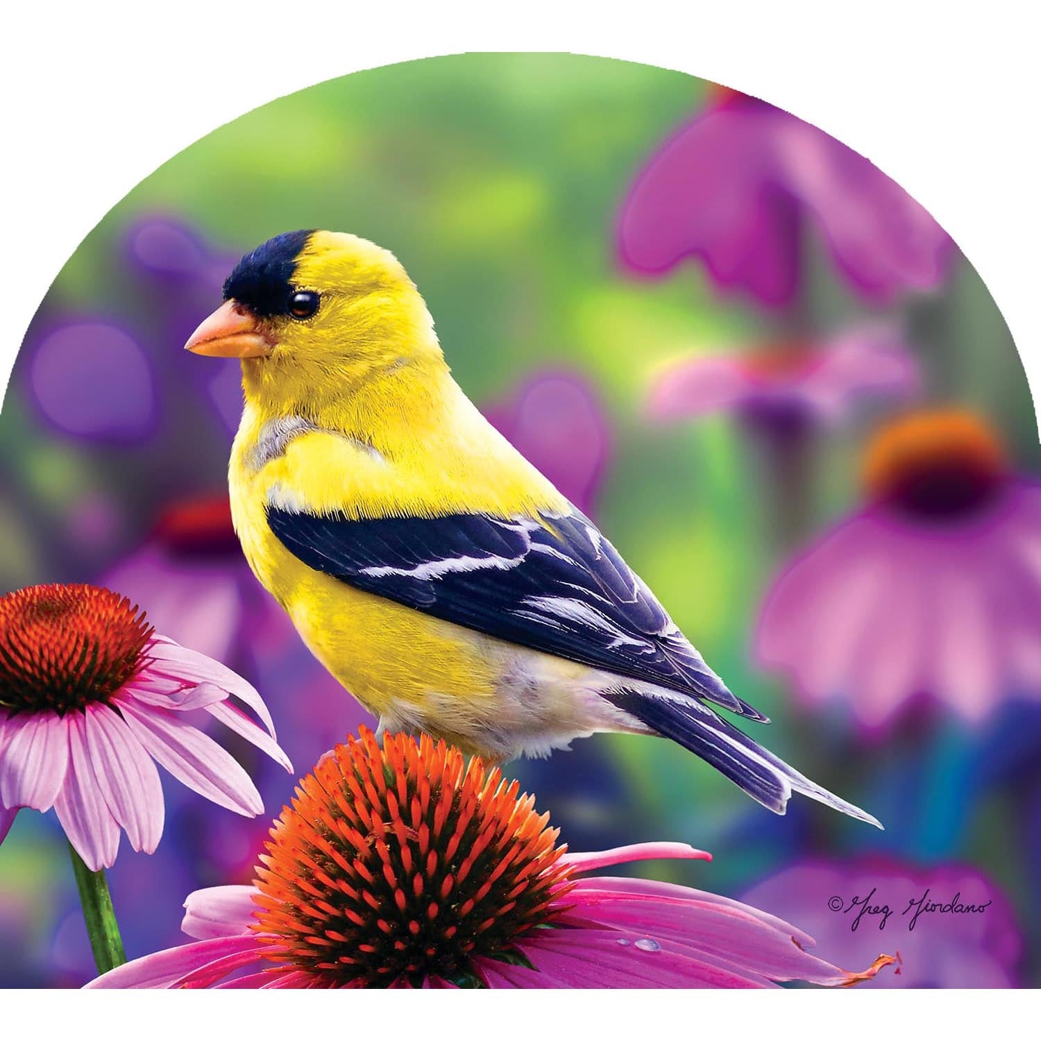 Goldfinch Glory Arbor Mate
