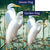 White Egrets Double Sided Flags Set (2 Pieces)
