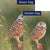 Burrowing Owl Double Sided Flags Set (2 Pieces)
