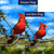 Handsome Mr. Cardinal Double Sided Flags Set (2 Pieces)