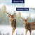 Winter Buck Flags Set (2 Pieces)