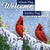 Welcome Winter Cardinal Double Sided Flags Set (2 Pieces)