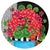 Blue Pot Geranium Accent Magnet