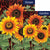 Sunflower Medley Flags Set (2 Pieces)